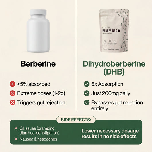 Berberine 2.0 | Dihydroberberine Capsules 200mg