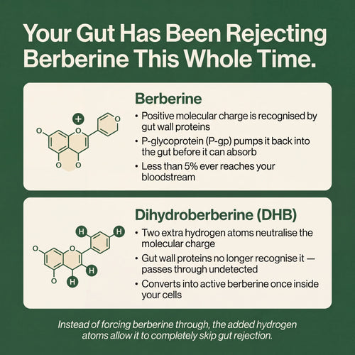 Berberine 2.0 | Dihydroberberine Capsules